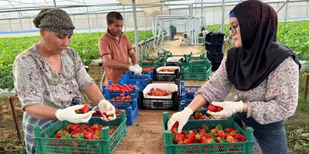 Serik’te kurduğu tesiste üretime başladı: Avrupa ve Asya ülkeleri kasa kasa alıyor 6